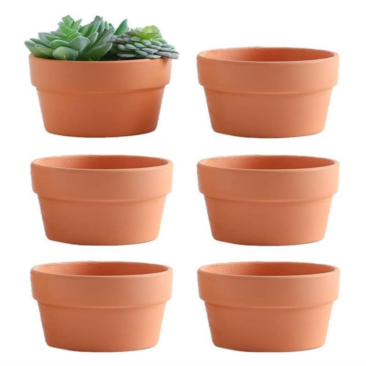 Echeveria Succulent - Pots de fleurs en terre cuite,