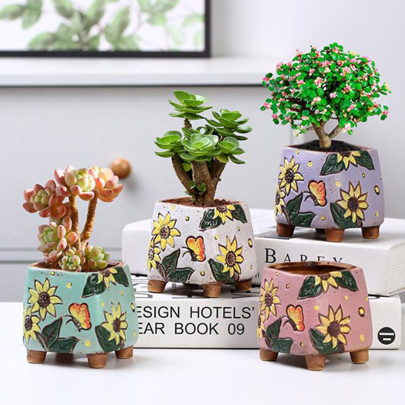 Pot de plantes succulentes à m - Echeveria Succulent avis et prix