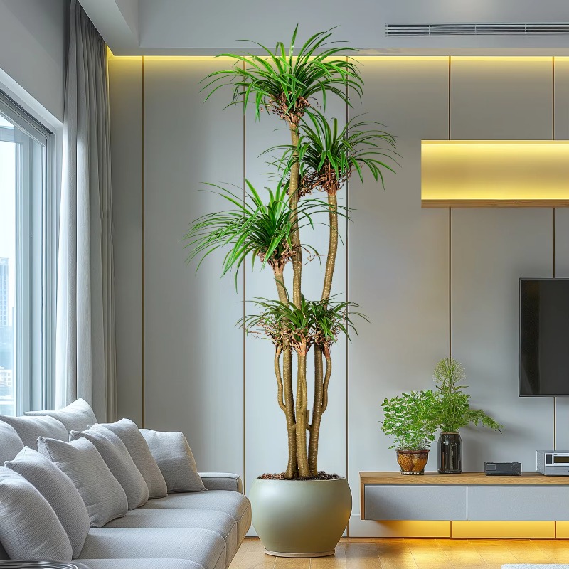 Arbre domestique intérieur/ext - Dracaena Marginata avis et prix