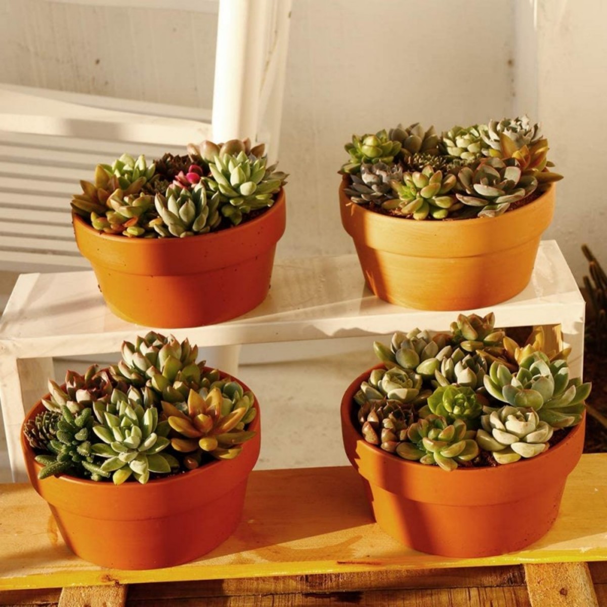 Pots de fleurs en terre cuite, - Echeveria Succulent avis et prix