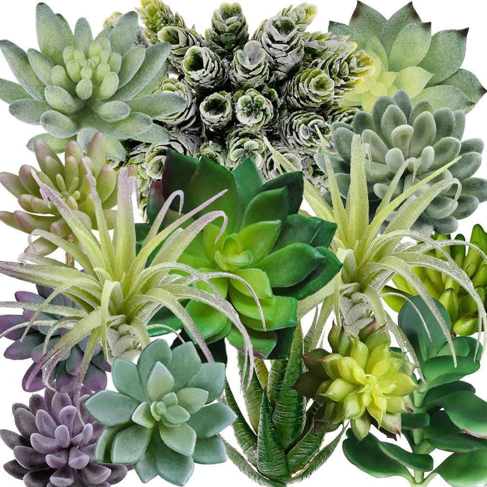 Lot de 15 plantes succulentes  - Echeveria Succulent avis et prix
