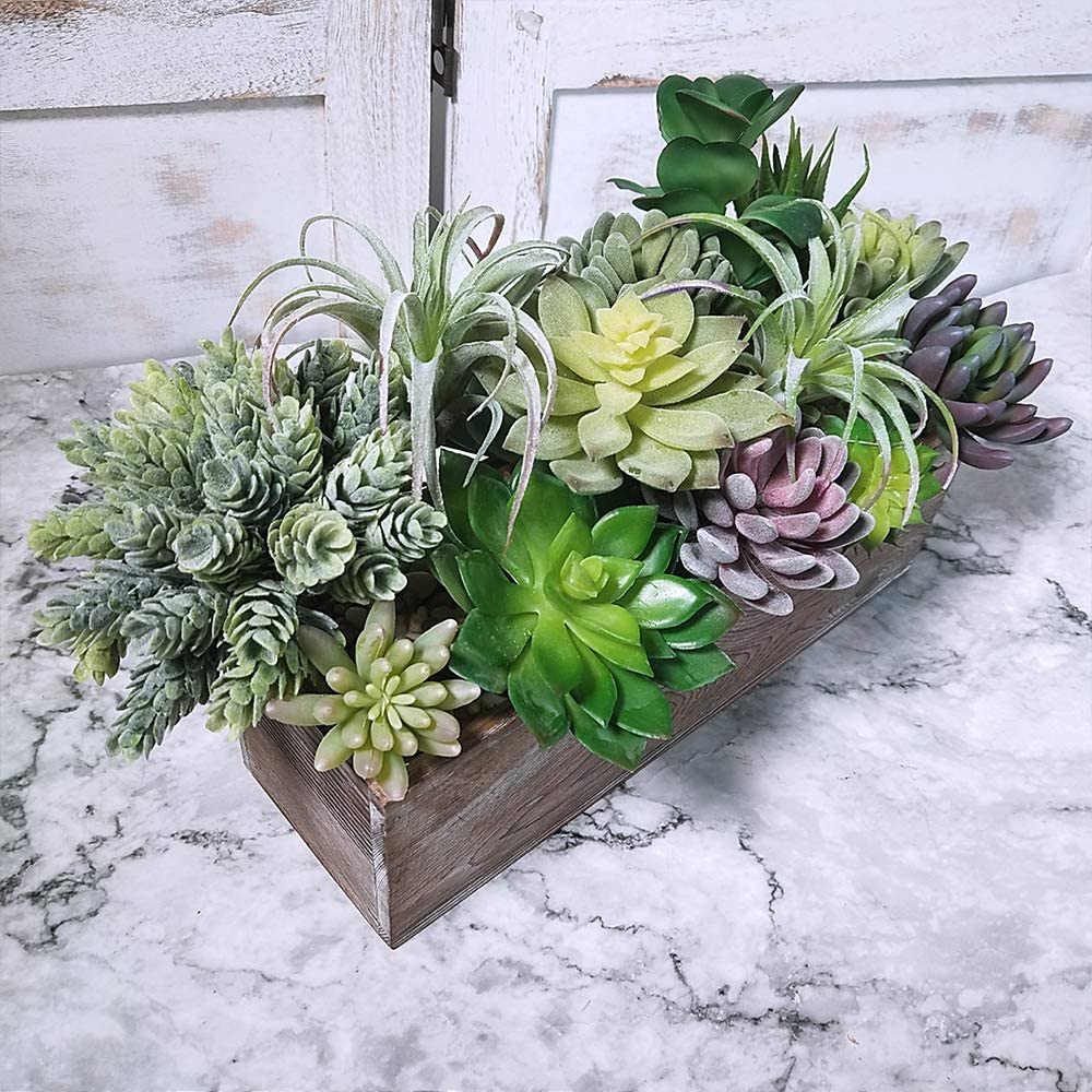 Lot de 15 plantes succulentes  - Echeveria Succulent avis et prix