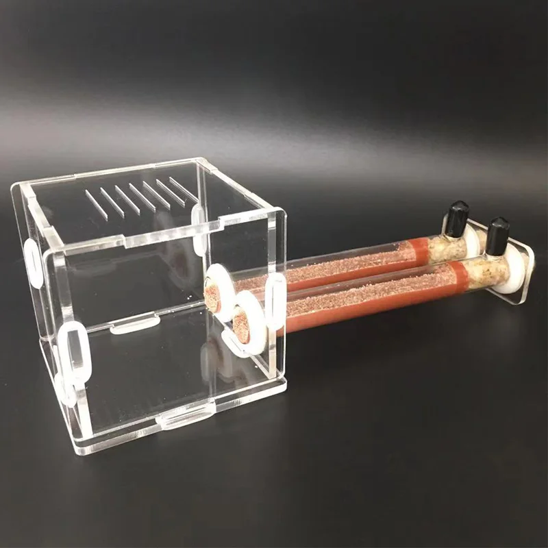 Fourmilière DIY en tubes de ba - Begonia Rex avis et prix